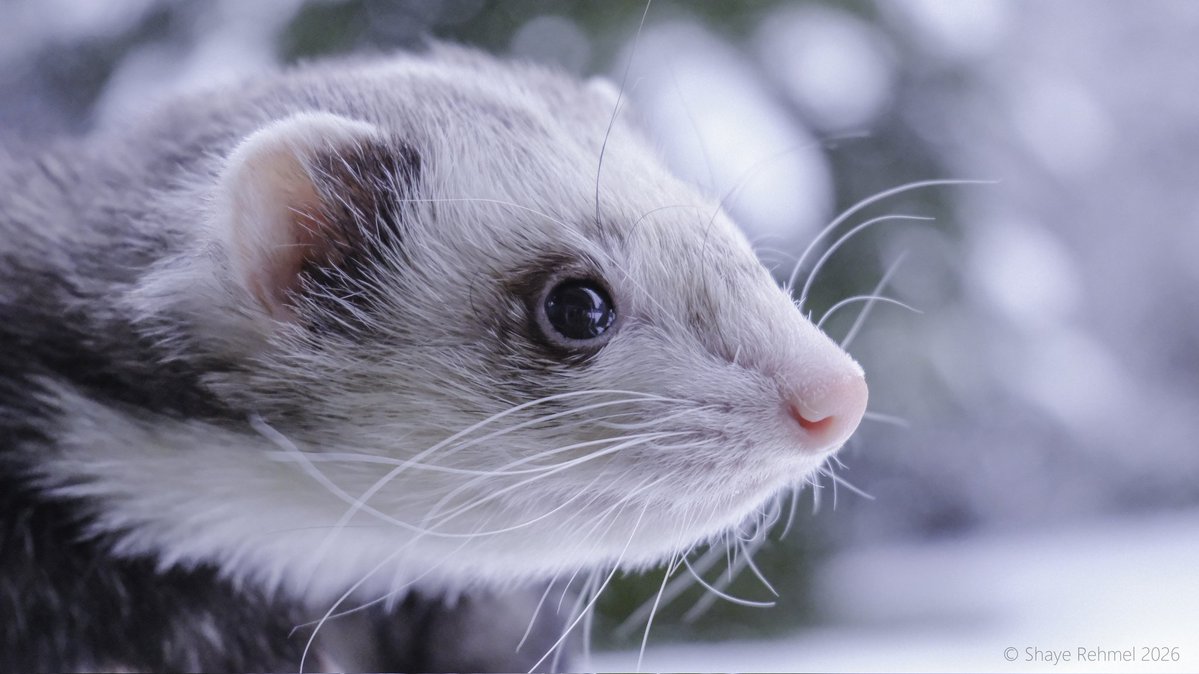 Ferret Zone tweet media