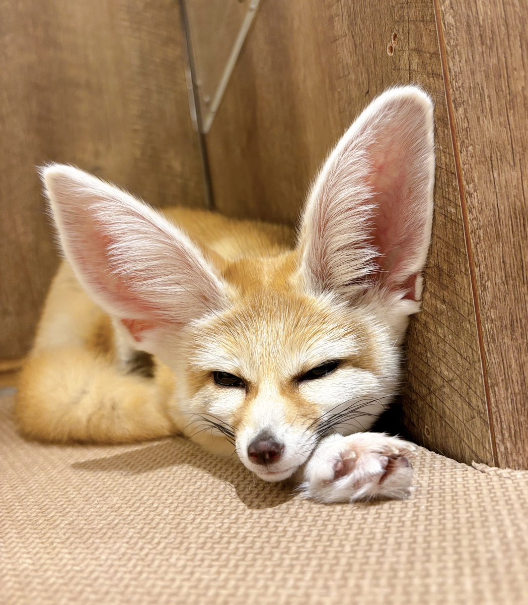 ウトウトなケビンくん🦊💭
最近はお部屋の角っこがお気に入りみたい🌟

当店はご予約なしでもご案内可能です☀️
皆様のご来店をお待ちしております！

#アニマルカフェ #フェネック #動物カフェ
#animalcafe #yokohamachinatown