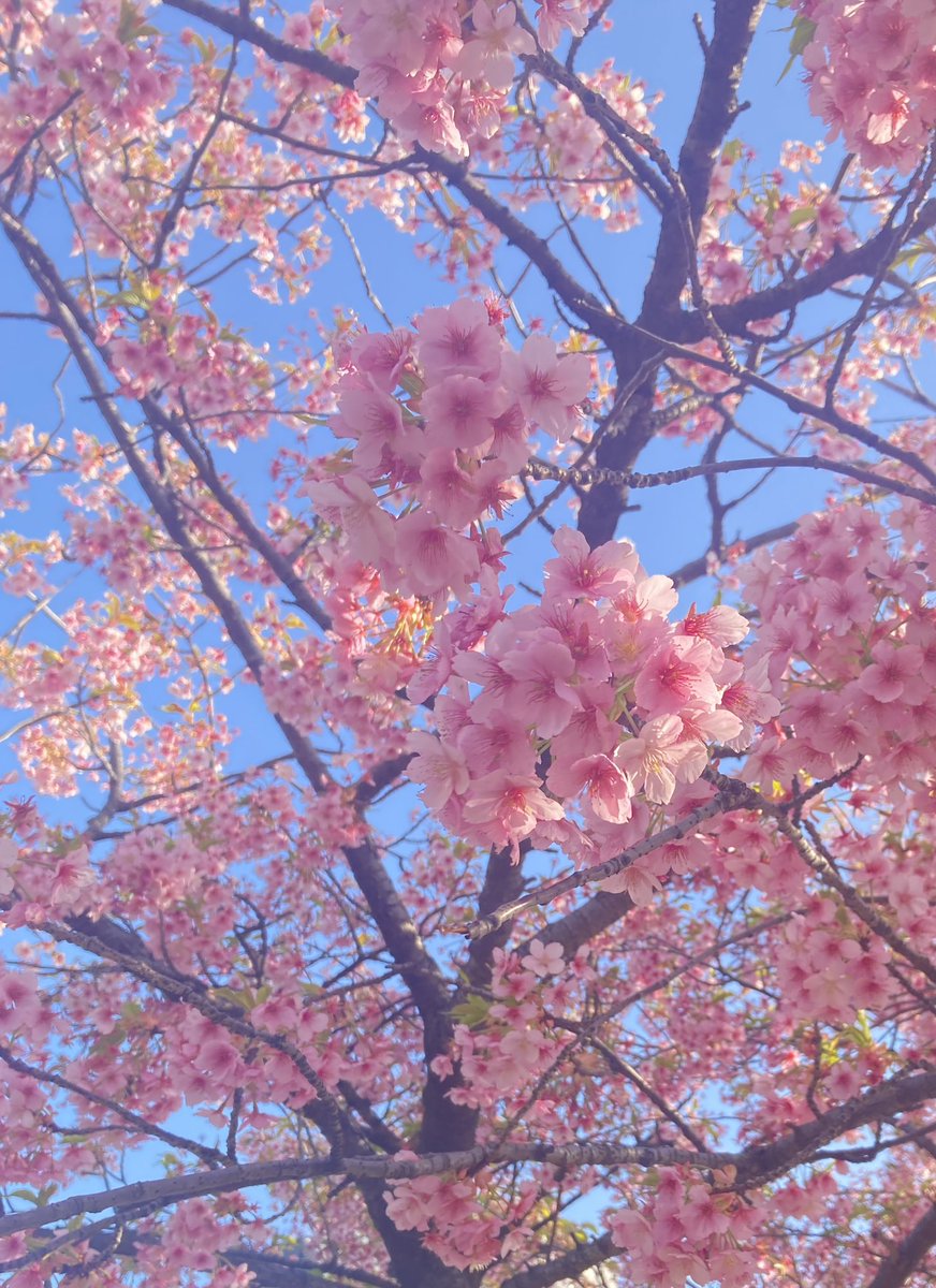 池知奈々🍙低浮上 tweet media