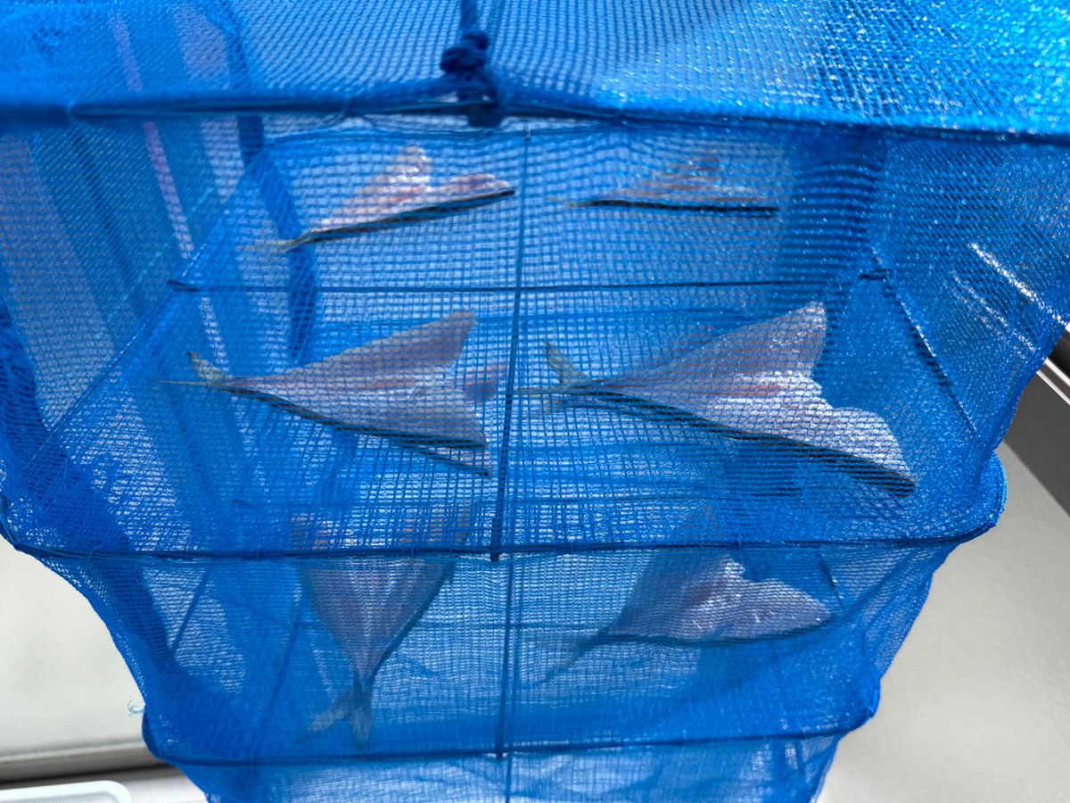 ktykwsk's tweet photo. 今回も尺に届かず。1cmが遠い🥹️
良型の数には恵まれたので刺身、アジフライ、干物にしてありがたく戴きます🙏️
#アジング
#安達棒
#1601C https://t.co/U89xiWpOPu