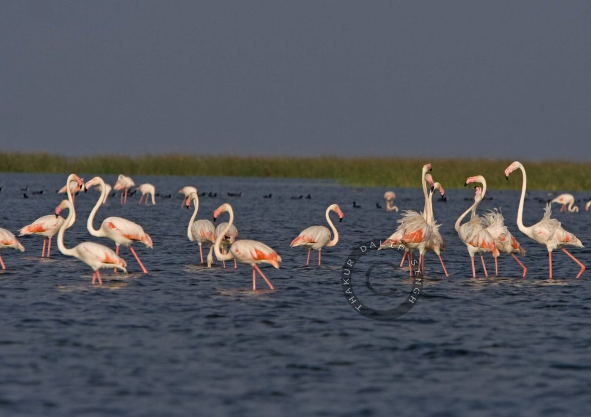 Thakur Dalip Singh tweet media