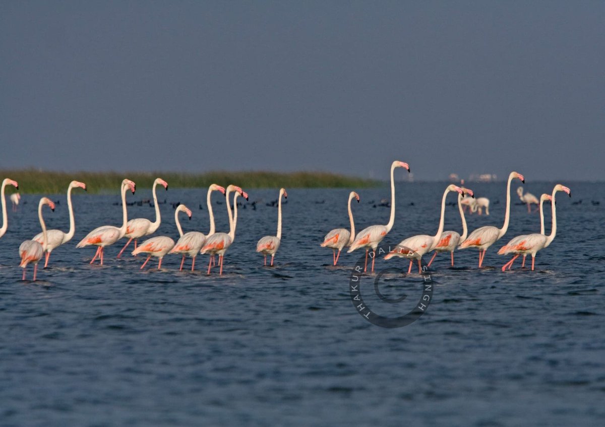 Thakur Dalip Singh tweet media