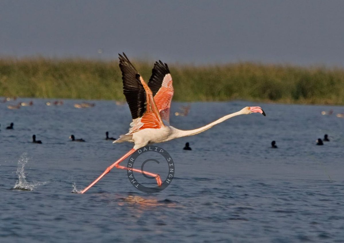 Thakur Dalip Singh tweet media