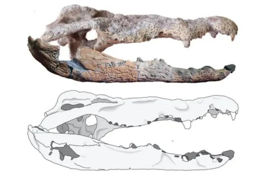 CRCpaleos's tweet image. COCODRILO PREHISTÓRICO
Un nuevo estudio revela la existencia de un enorme cocodrilo del Plioceno que habitó los mismos ríos de Etiopía donde vivía Lucy

📰muyinteresante.okdiario.com/historia/croco…
vía @muyinteresante
#Plioceno #Reptiles