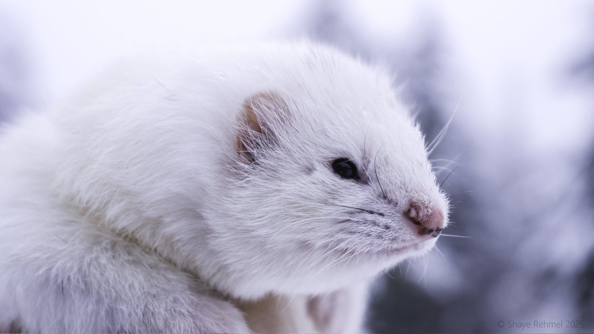 Ferret Zone tweet media