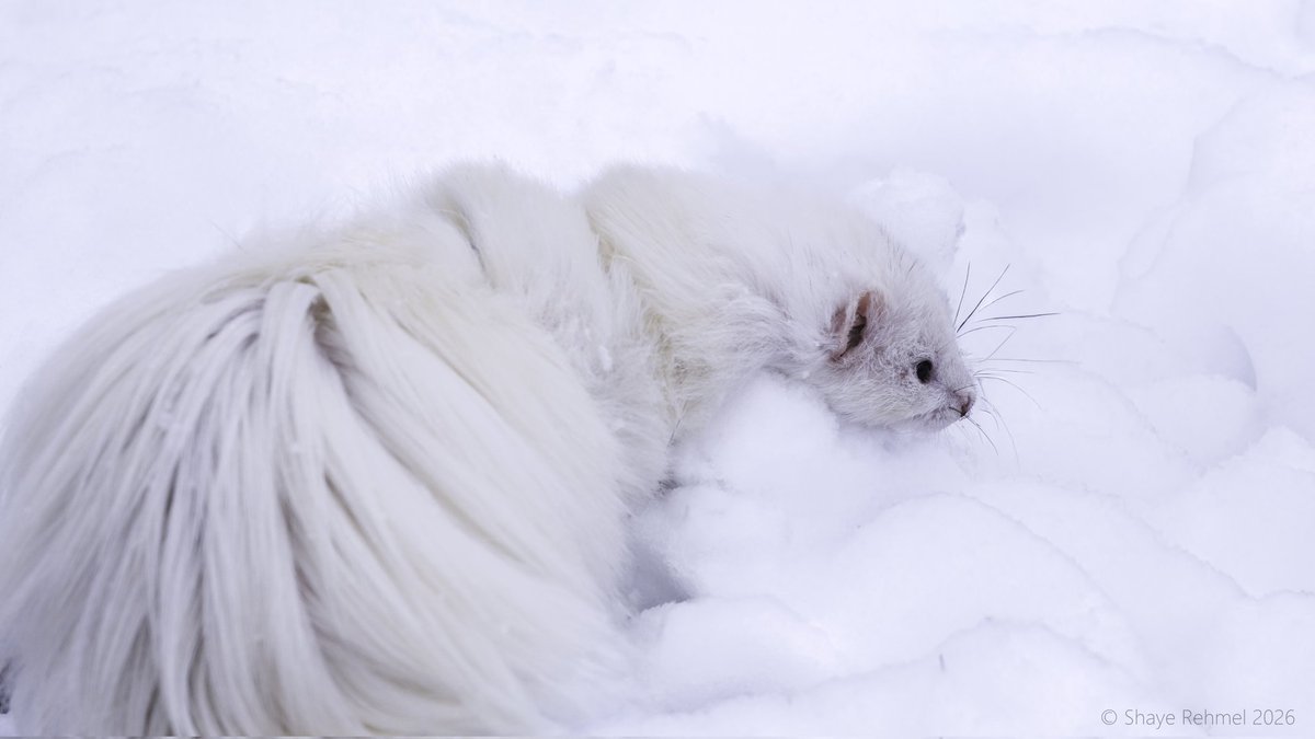 Ferret Zone tweet media