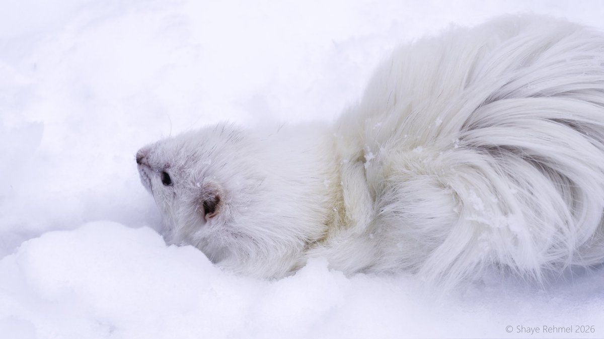 Ferret Zone tweet media