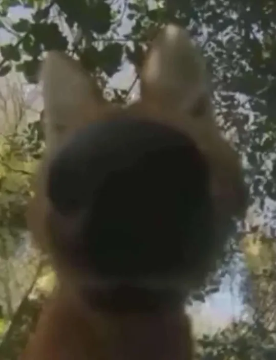 🇸🇪ManedDumber tweet media