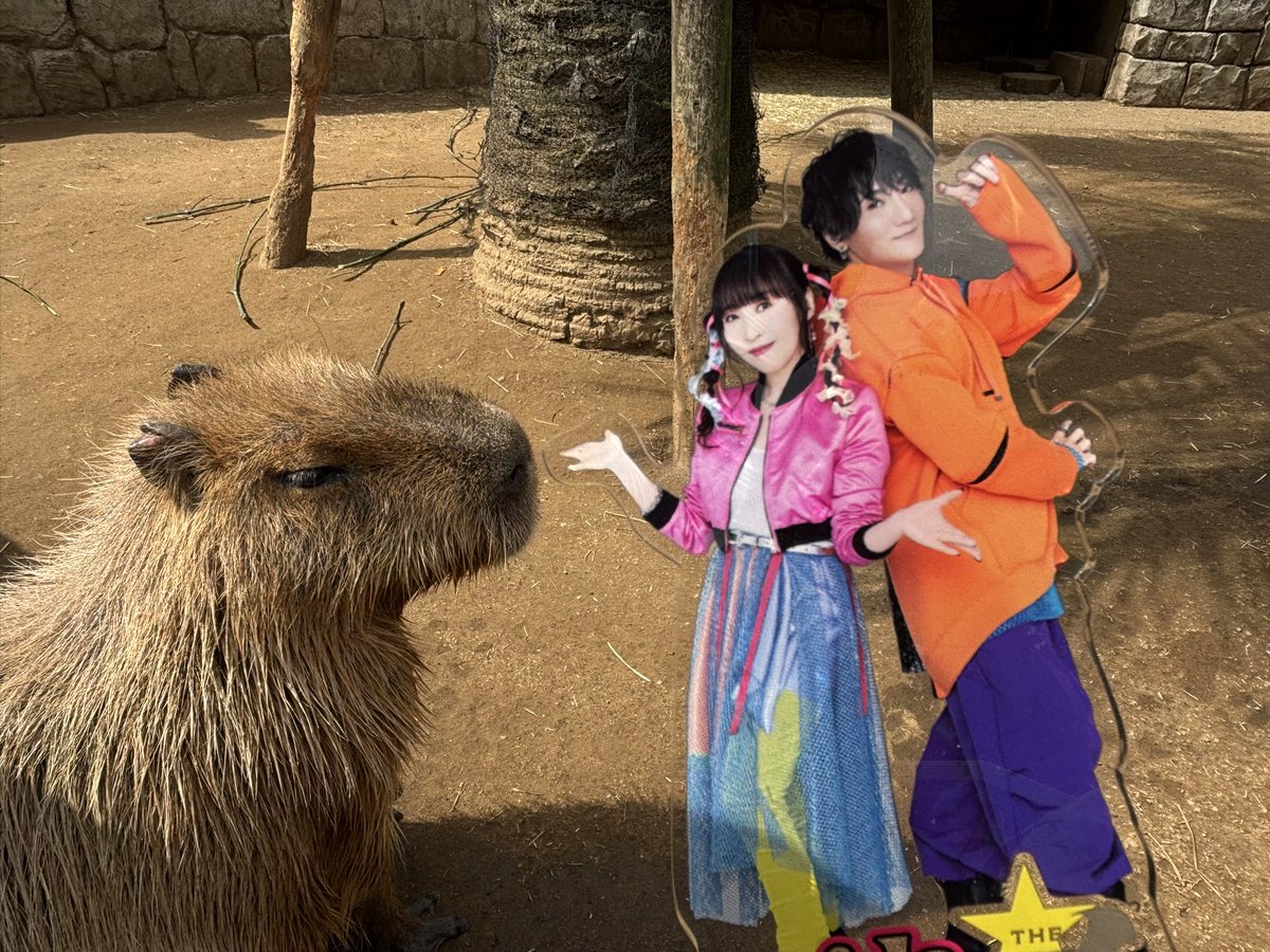 yosemite_abc's tweet photo. いろんな動物たちに会えました
(*´∀`)♪

#angela_jpn
#家族旅行5
#伊豆シャボテン動物公園 https://t.co/XkjzD3H1Tu