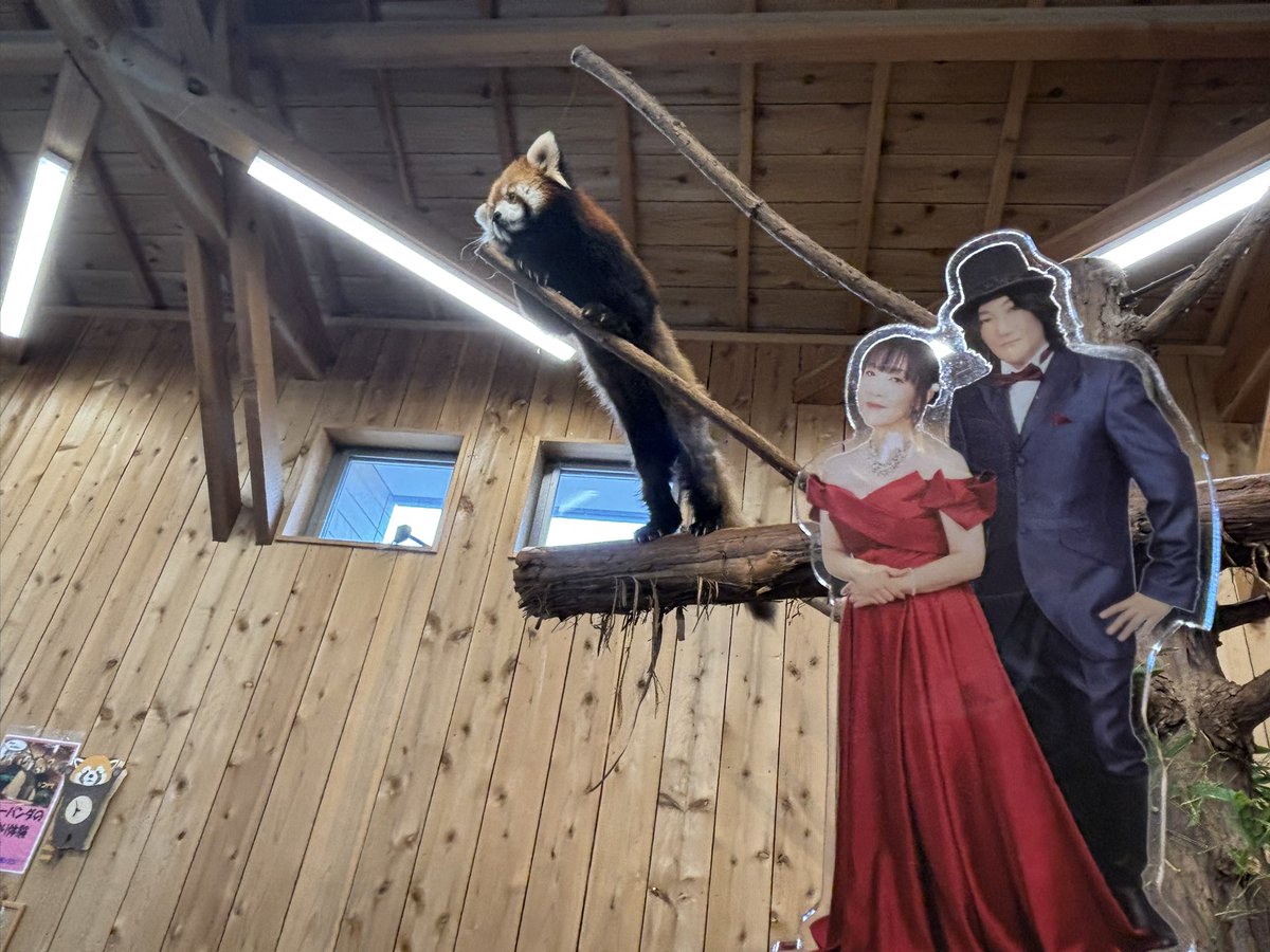 yosemite_abc's tweet photo. いろんな動物たちに会えました
(*´∀`)♪

#angela_jpn
#家族旅行5
#伊豆シャボテン動物公園 https://t.co/XkjzD3H1Tu