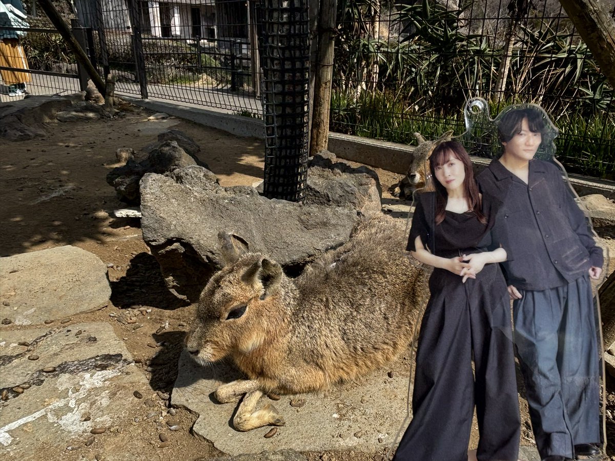 yosemite_abc's tweet photo. いろんな動物たちに会えました
(*´∀`)♪

#angela_jpn
#家族旅行5
#伊豆シャボテン動物公園 https://t.co/XkjzD3H1Tu