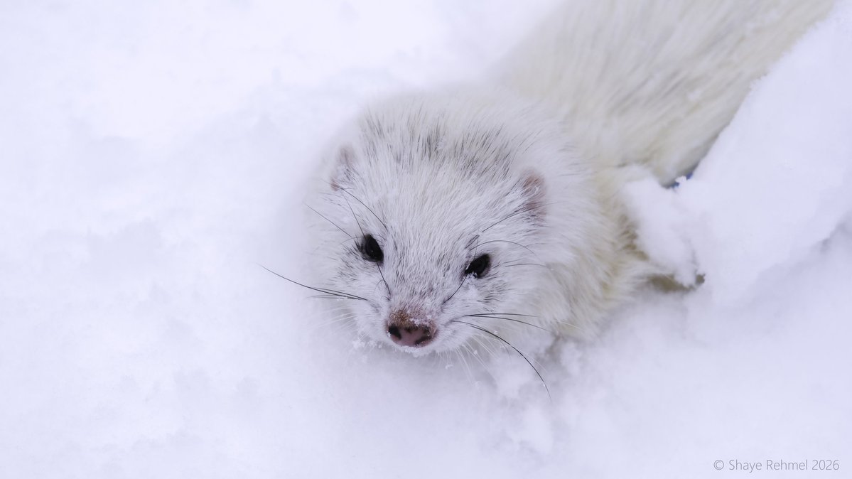 Ferret Zone tweet media