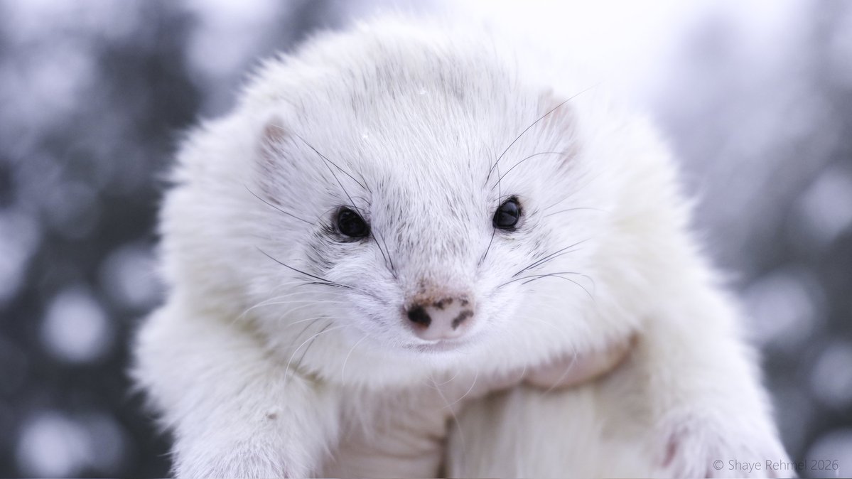 Ferret Zone tweet media