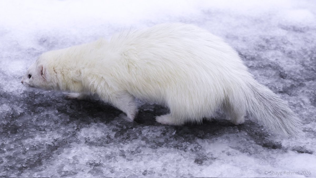 Ferret Zone tweet media