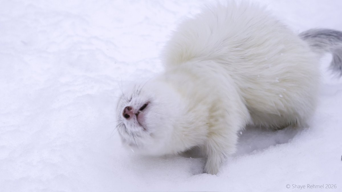 Ferret Zone tweet media