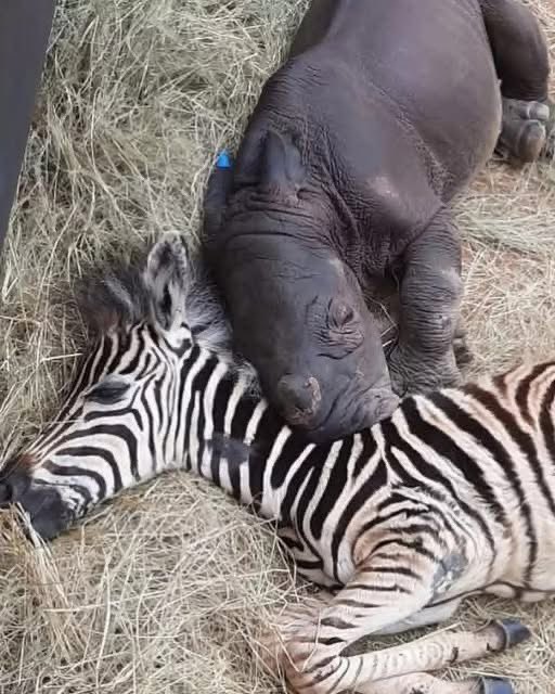 Mr PitBull tweet media