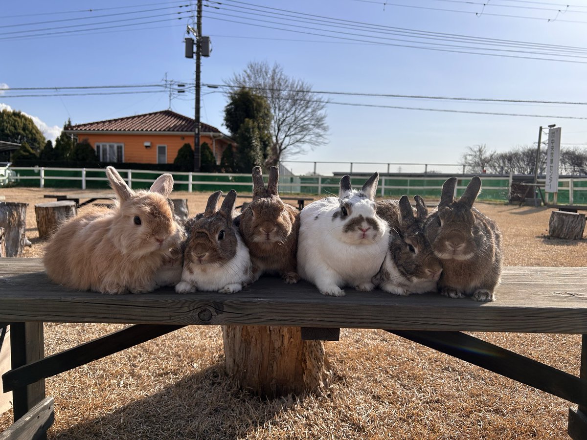 たくさん遊んで、生牧草☘️も食べて
これから帰ろー！！！

最後に、るるちゃん🐰とりんちゃん🐰と集合写真撮ったよ🤣🤣🤣🤣🤣🤣
#わしゃわしゃ隊
#中央牧草センター