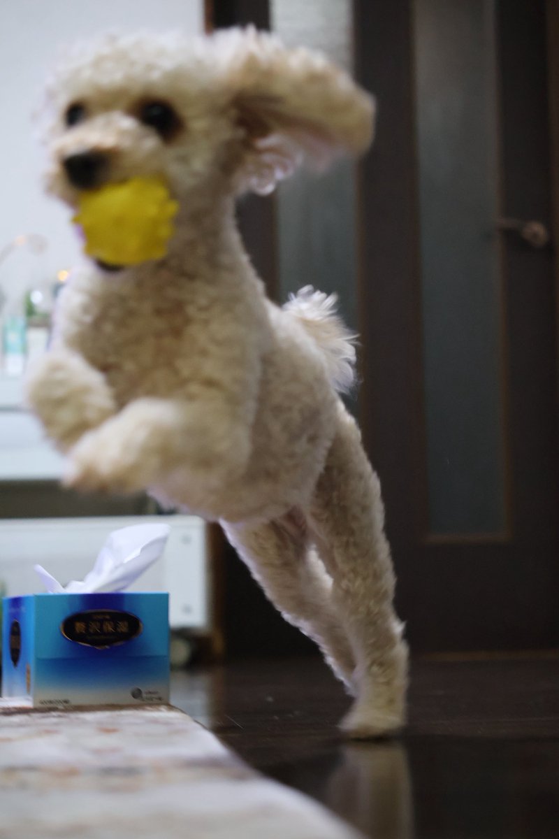 贅沢保湿にピントを持っていかれたうちの可愛い犬を見てください