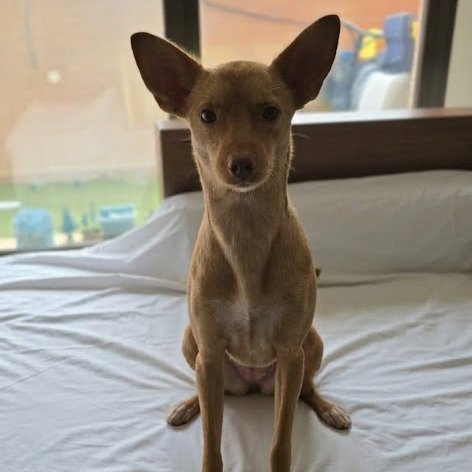 NUEVA VIDA ADOPCIONES tweet media