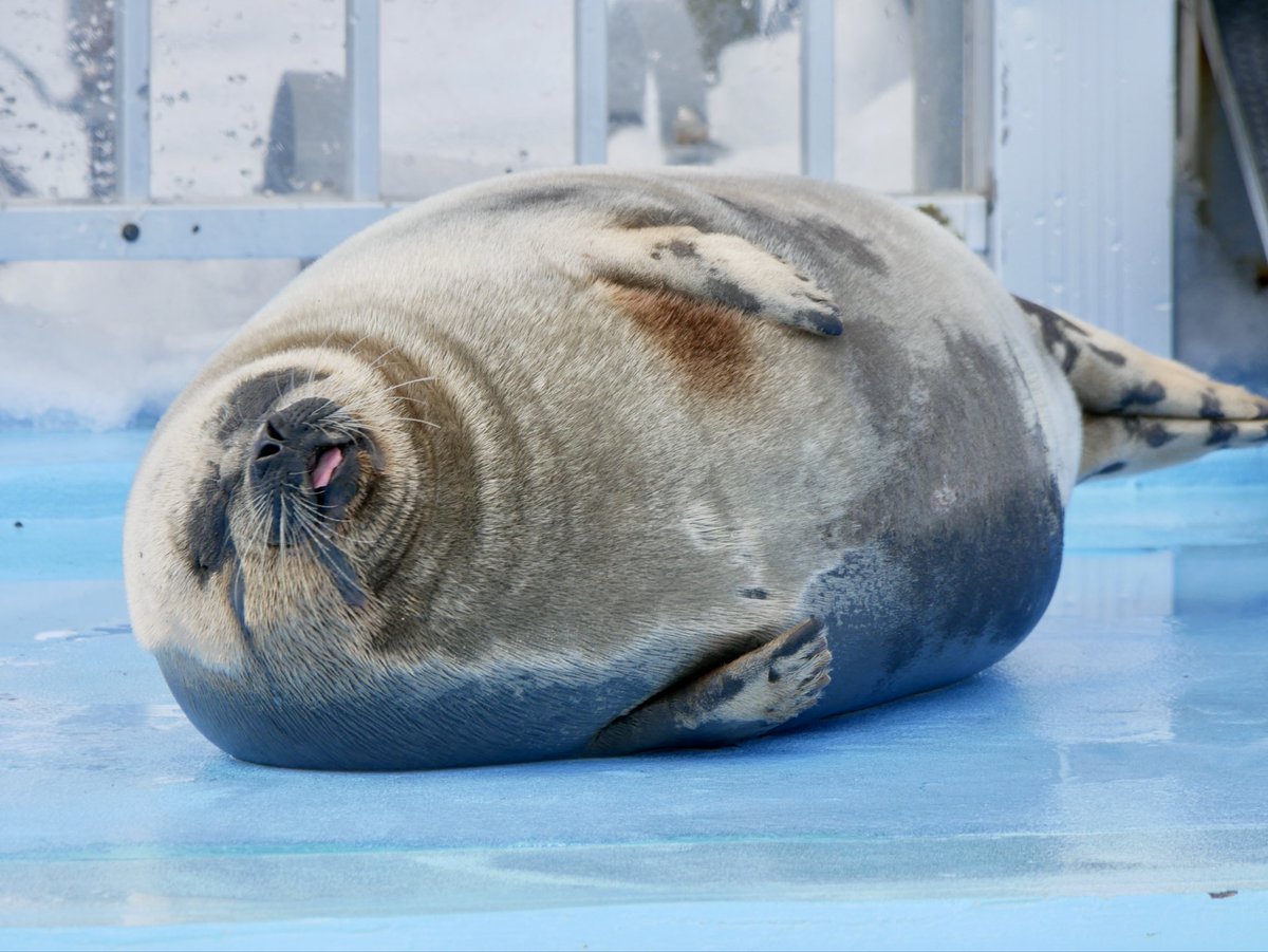 MMee_1123's tweet image. 食後のうまみタイム

#とっかりセンター
#アザラシ #seal
#ましろ

2026.03.14