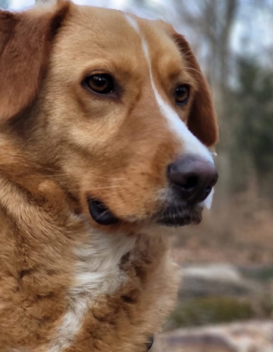 Bitte teilt ❤️❤️HUGO❤️❤️, 
auf PS in 91241 Kleinsittenbach
Er wartet auf seinen Lieblingsmenschen❤️😍🤗
#AdoptDontShop #TreuePfoten