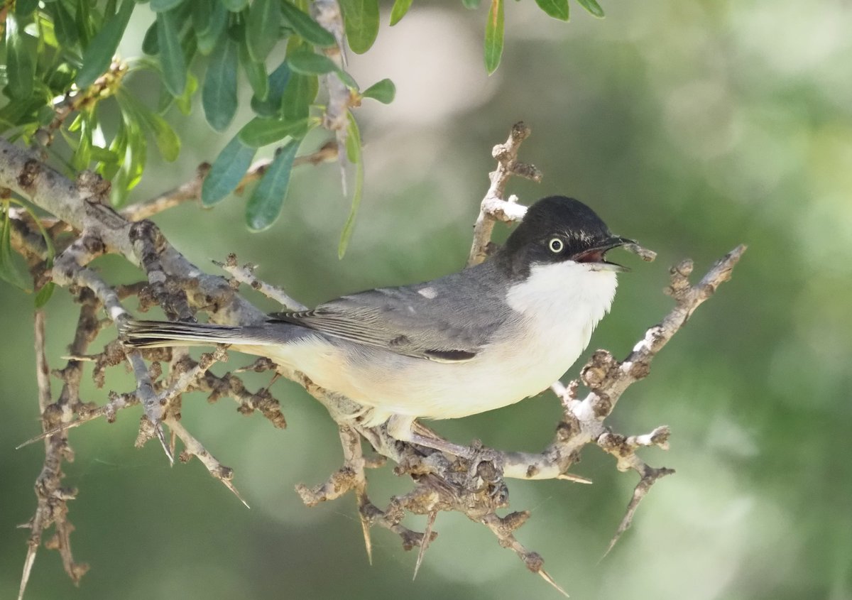 Barcelona Birding Point tweet media