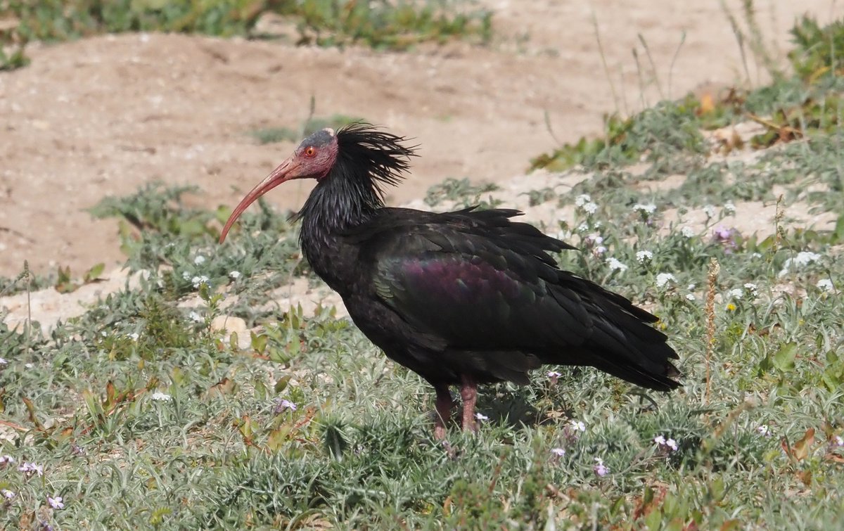 Barcelona Birding Point tweet media