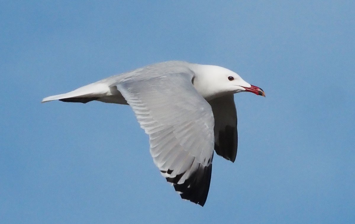 Barcelona Birding Point tweet media