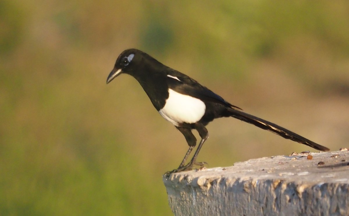 Barcelona Birding Point tweet media