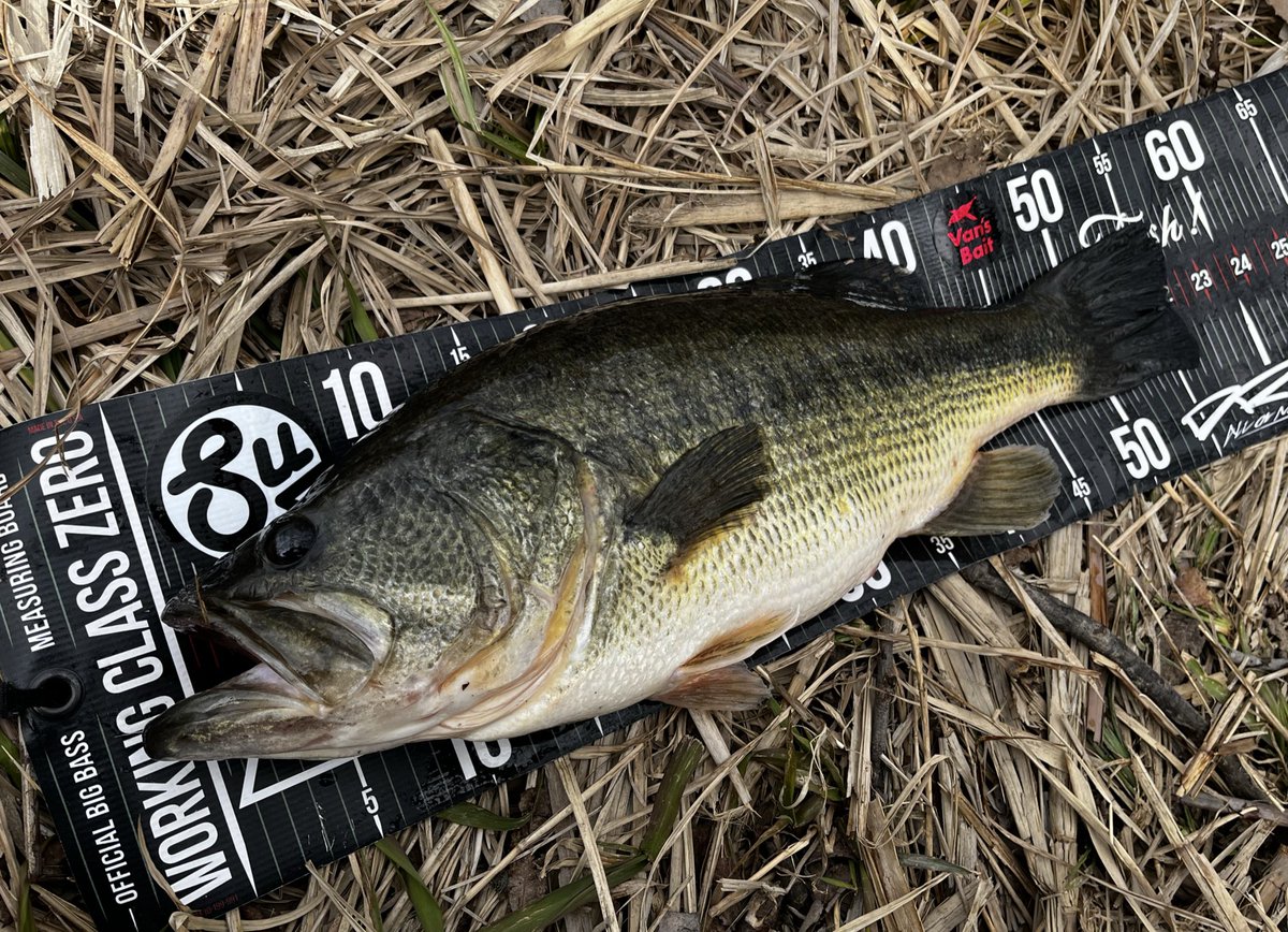 Black Macaron tweet media