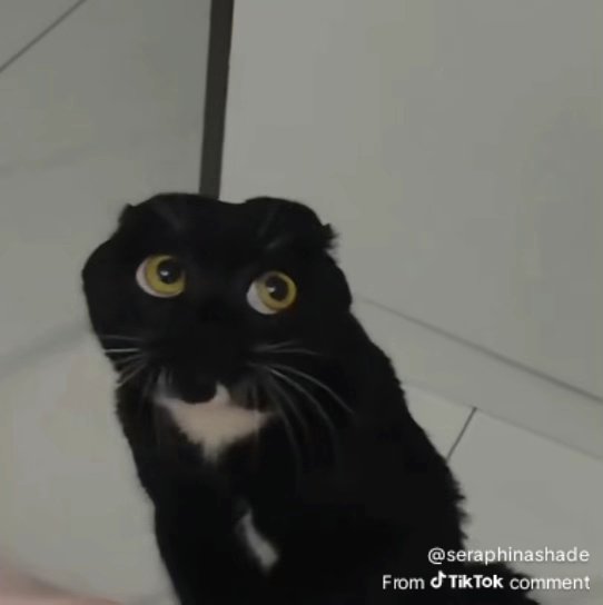 Chungus Guz tweet media