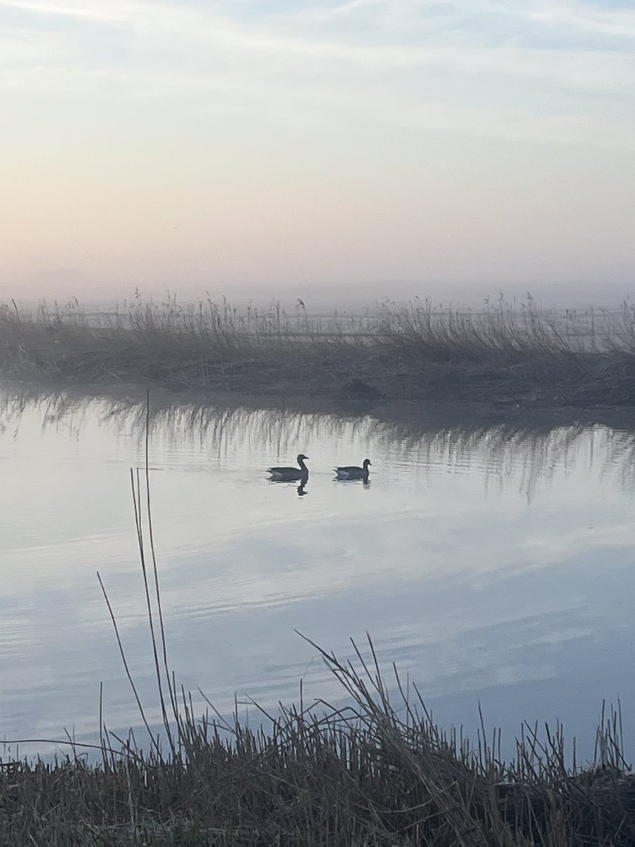 Danielle Spoelstra tweet media