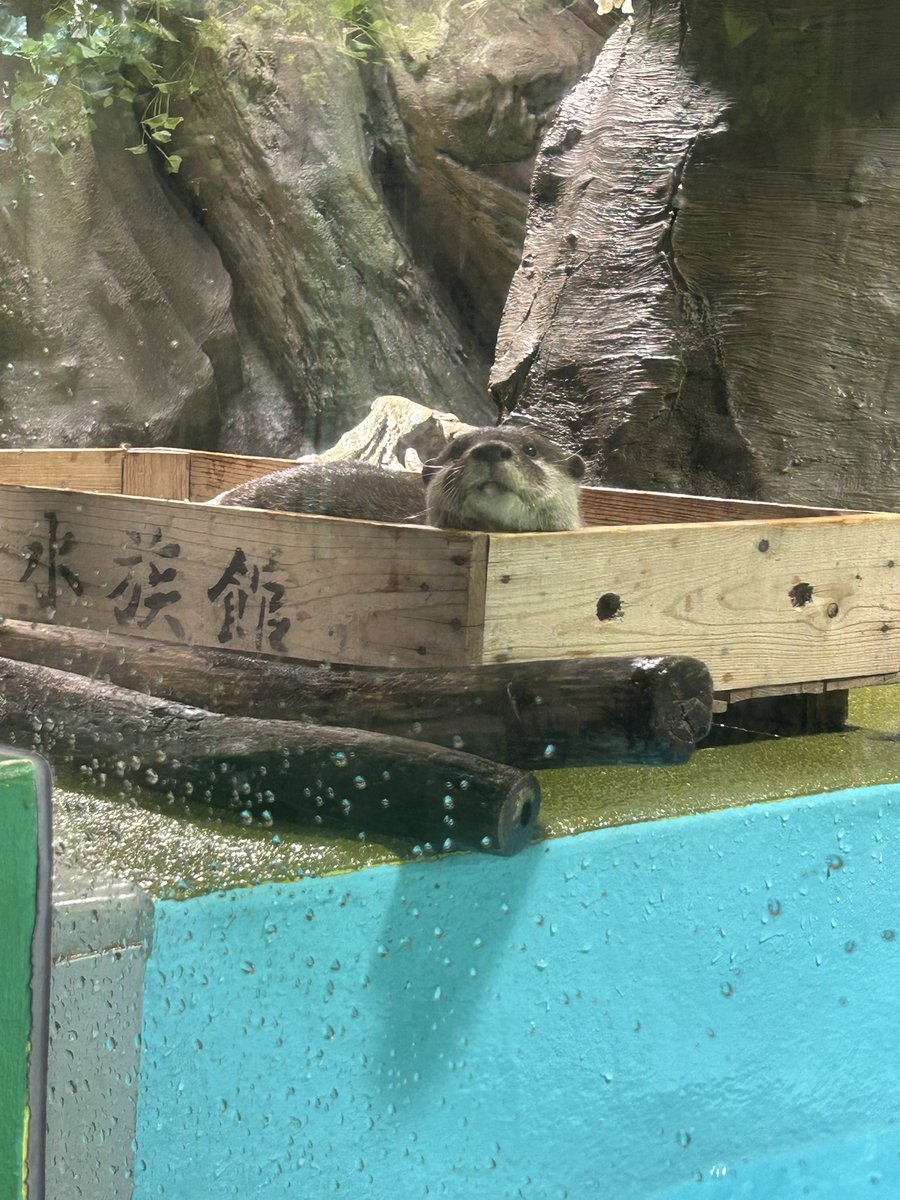 moffuru4's tweet photo. 竹島水族館に行ったー
グソクムシとか尖ったカニとかも触れた
あとは赤ちゃん芝生で歩かせたり、橋わたったり

良い天気だ https://t.co/20oskfmfMc