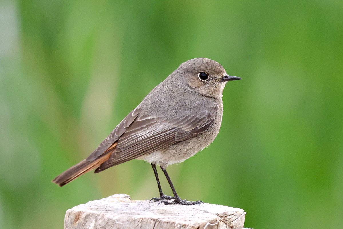 mark@birdingpinoso tweet media