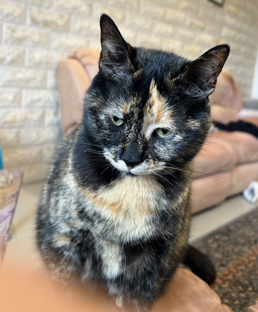 Elisha ben Abuyah tweet media