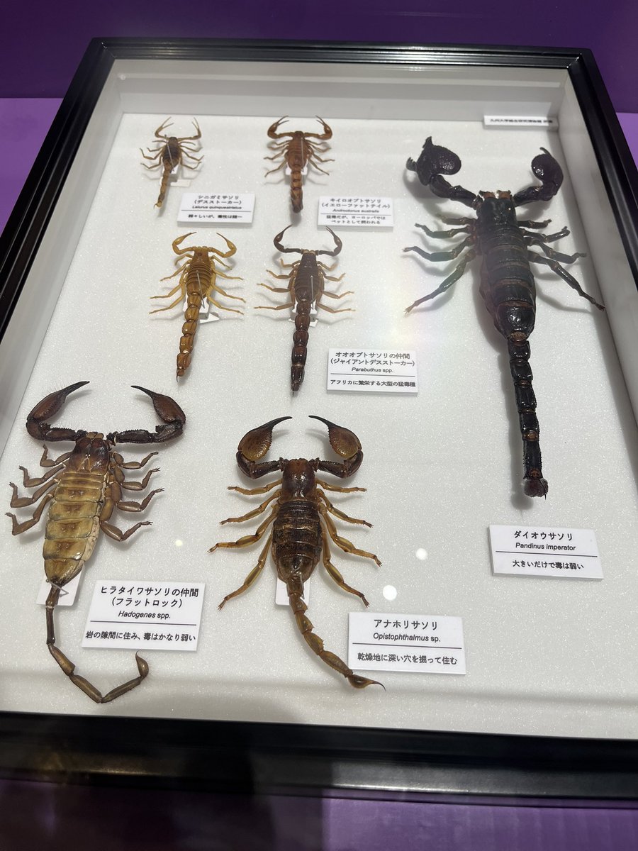 マシュマー・テロ tweet media