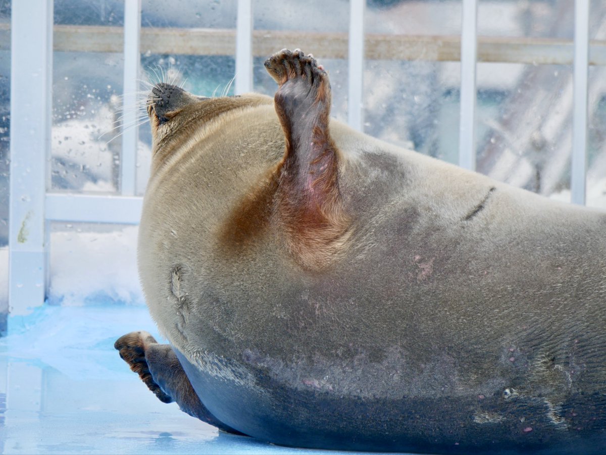 MMee_1123's tweet image. 左側を濡らしたくない
まちょろ先生の全力🙌✈️

#とっかりセンター
#アザラシ #seal
#ましろ

2026.03.14