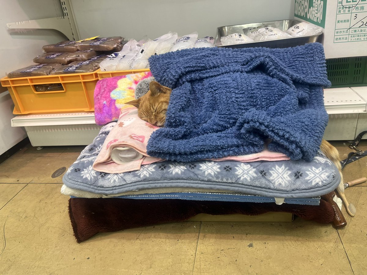 通りすがりの八百屋行ったら、糸こんにゃくの前で猫寝てた…。