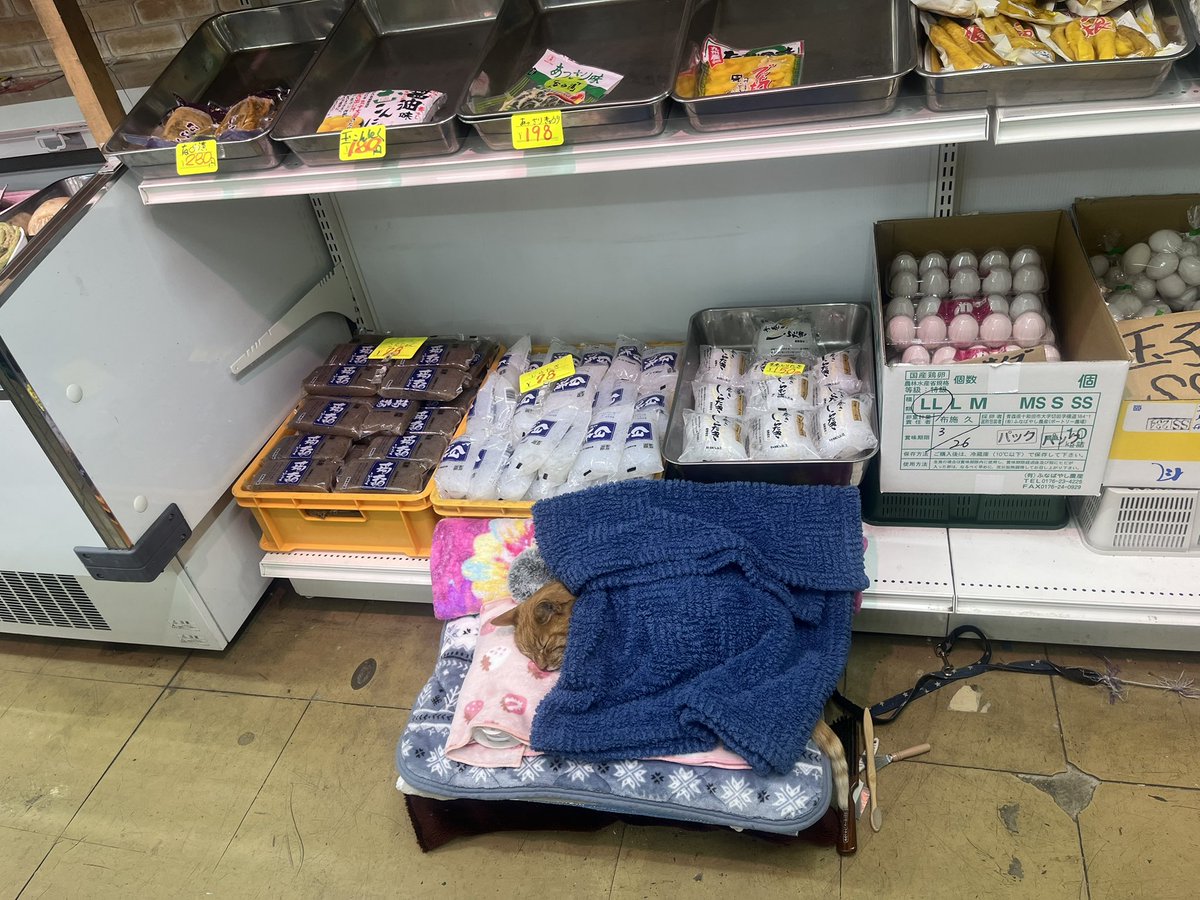 ドイツみちこ(こじらせハスキー) tweet media