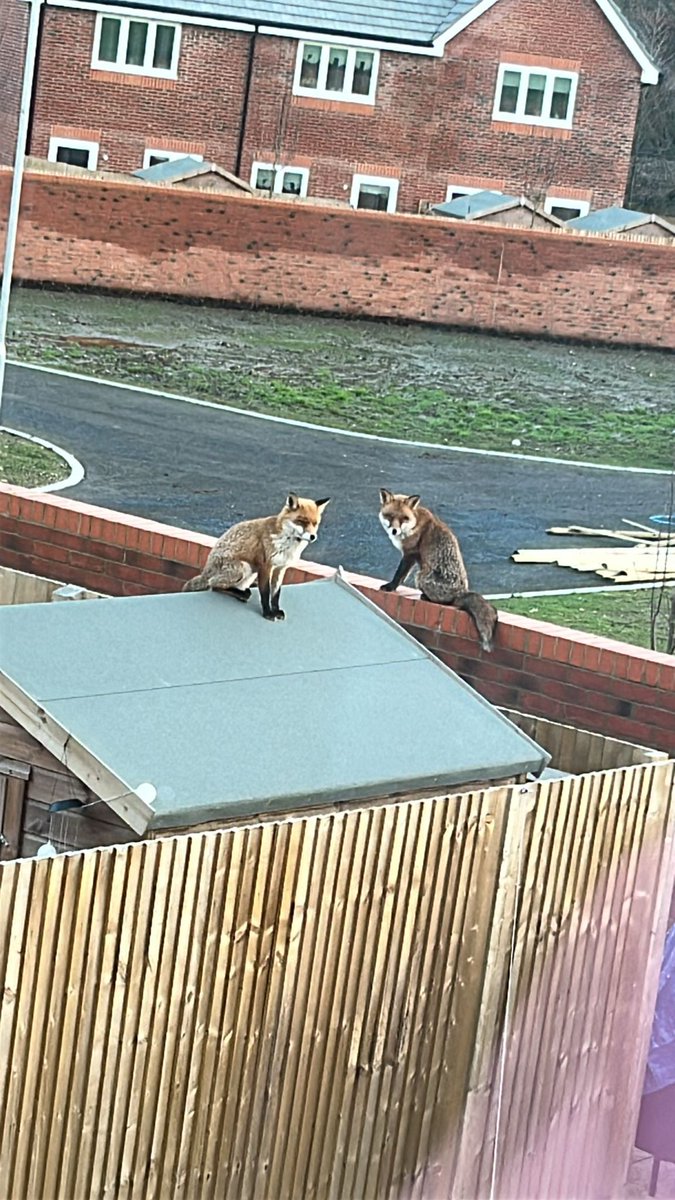 Chris Packham tweet media