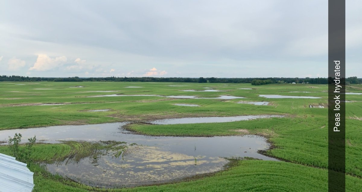 Dylan Robinson tweet media