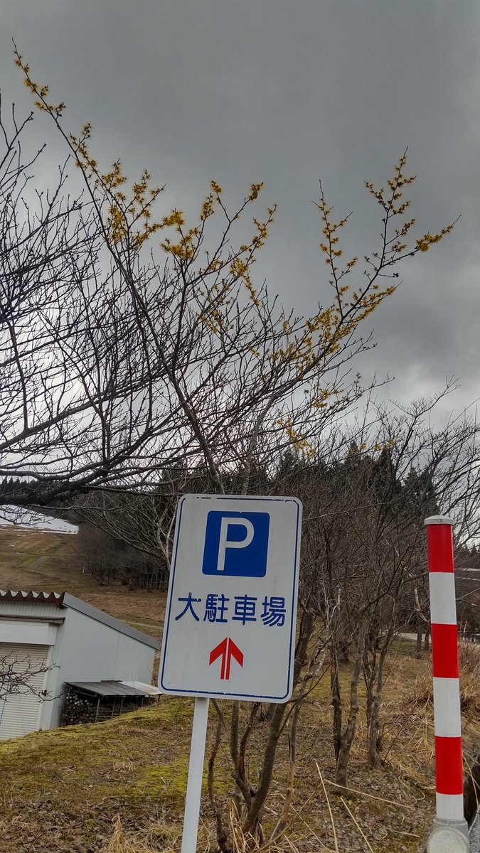 tachiaoi12345's tweet photo. 営業終了した夢の平スキー場に行ってみたら、駐車場横のマンサクの花が絶賛満開中だった。
お天気よくないけど黄色いお花が咲き誇って。ここまでの満開はなかなか見られない！これは見なきゃですよ✨

#夢の平
#砺波市
#マンサク https://t.co/jU9KEmRa9C