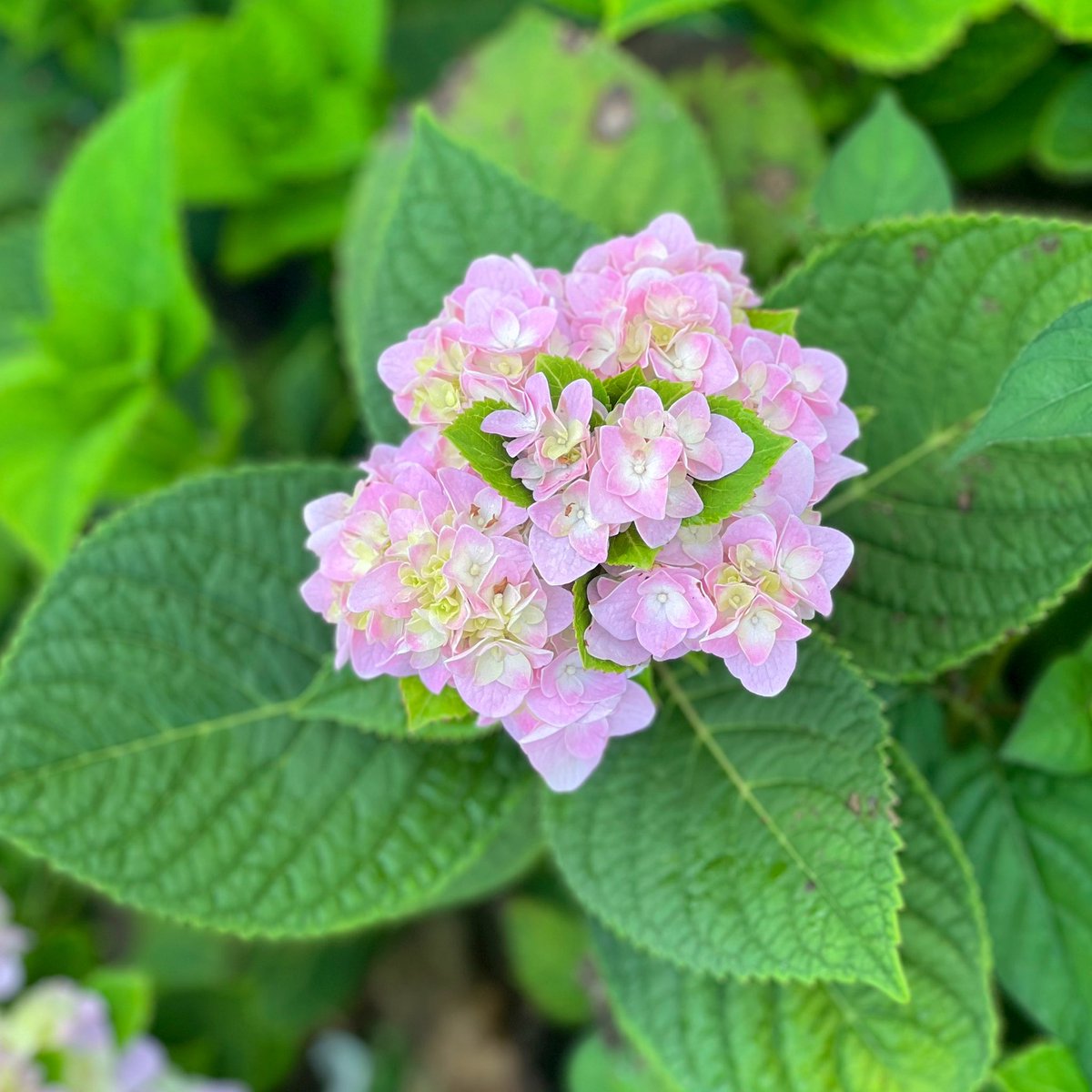 PinkPenWriter's tweet photo. (◕‿◕✿) https://t.co/IKxlYz2MvR