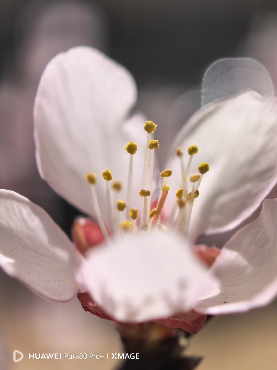Spring has arrived, and the peach trees are in full bloom.
