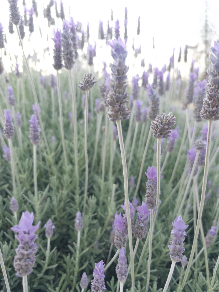 Andrea Jiménez tweet media