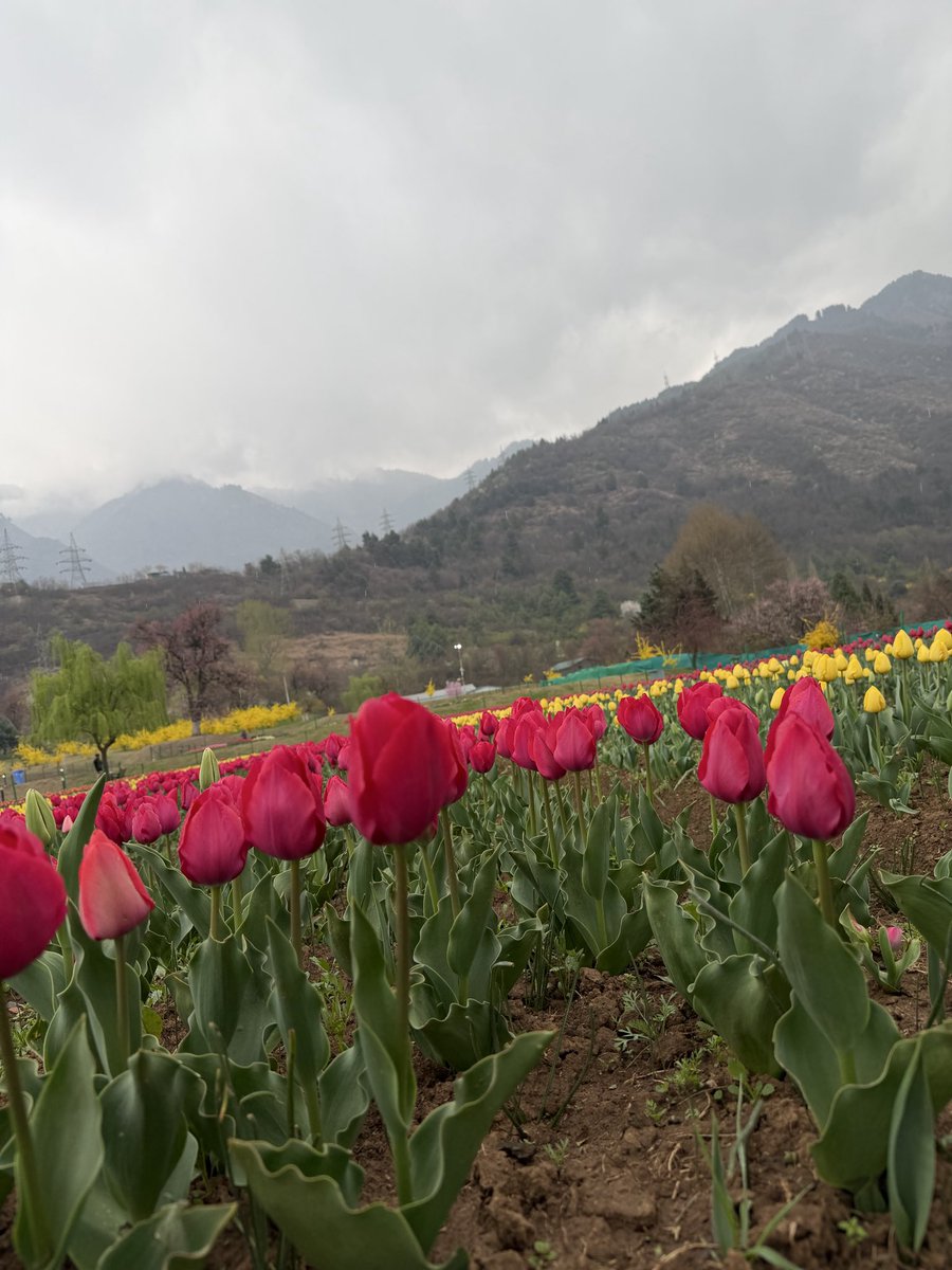 Omar Abdullah tweet media
