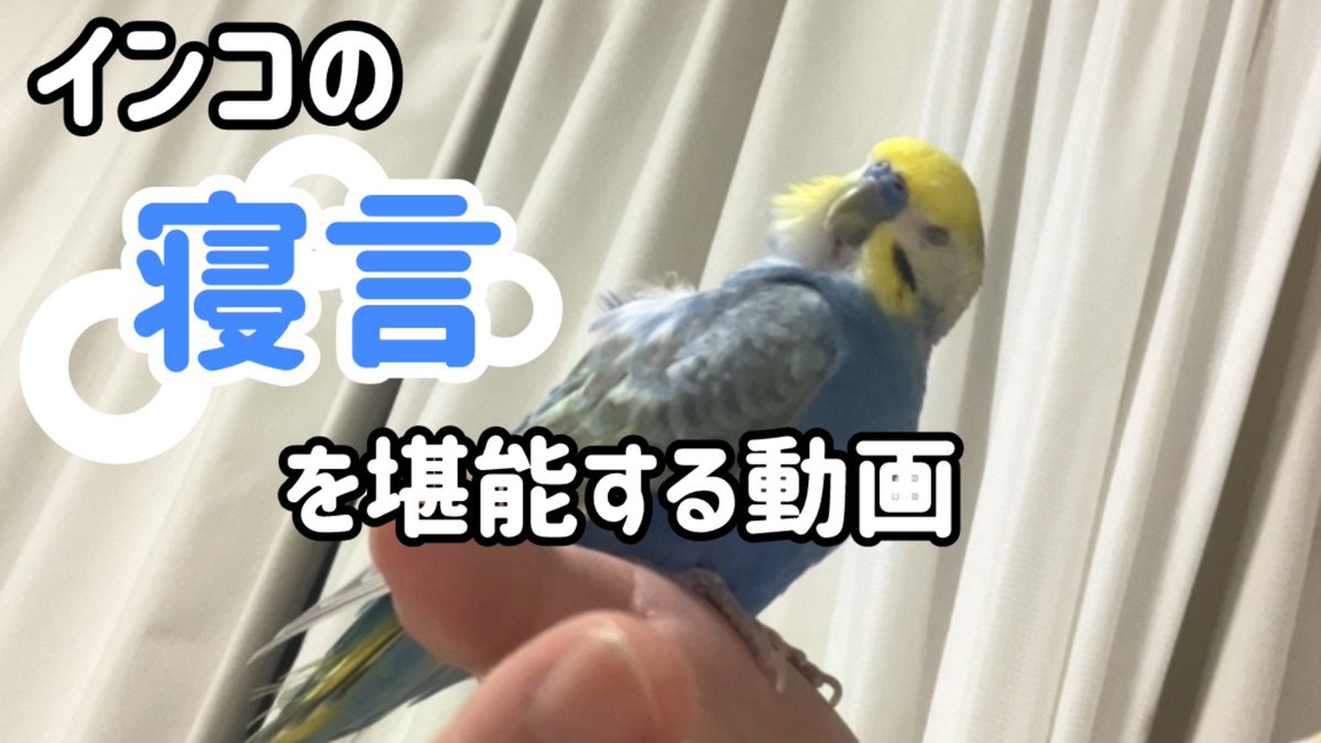 ふーちゃんとすーちゃんの顔黄色いチャンネル tweet media