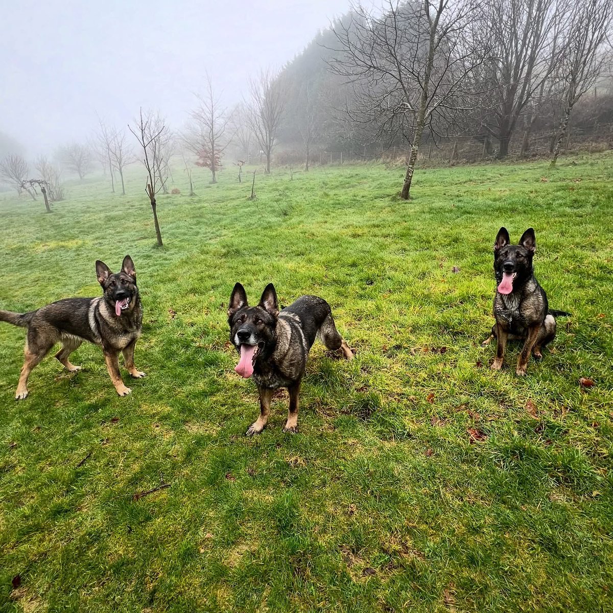 IOM Shepherds tweet media