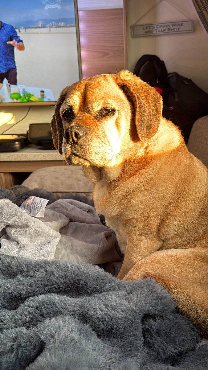 Pippa puggle tweet media