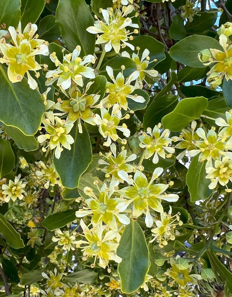 Botanitopya tweet media